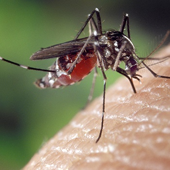 Tiger mosquito sucking blood